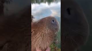 Happy capybara