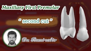 Maxillary first premolar carving (part 2) "second cut"