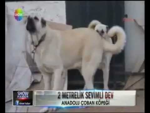 2 metrelik dev kangal pasa