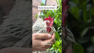 #zwergitaliener #tierliebe #hühner #hühnerhaltung #rassegeflügelzucht #chicken #shorts #bauerngarten