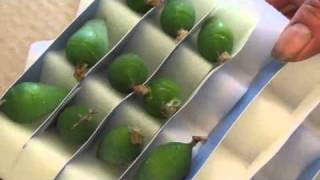 Behind the Scenes: Butterfly Pupa | California Academy of Sciences