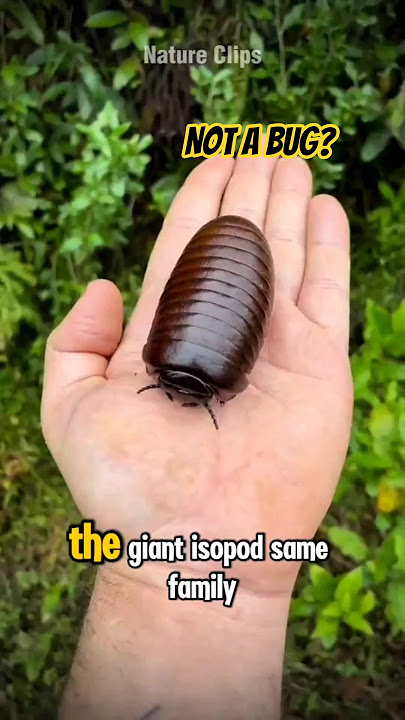 Roly Poly: The Bug That’s Not a Bug #rolypoly