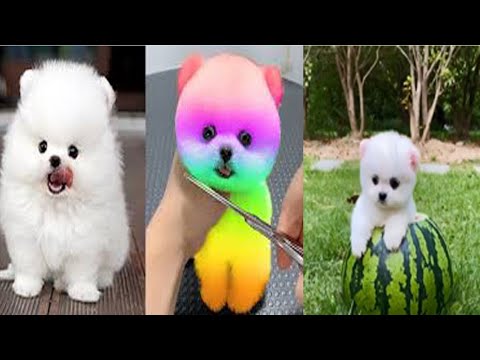 Sevimli köpekler fun DOG | Tik Tok | Mini _ Funny and Cute Pomeranian Videos #2