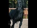 Mejor caballo