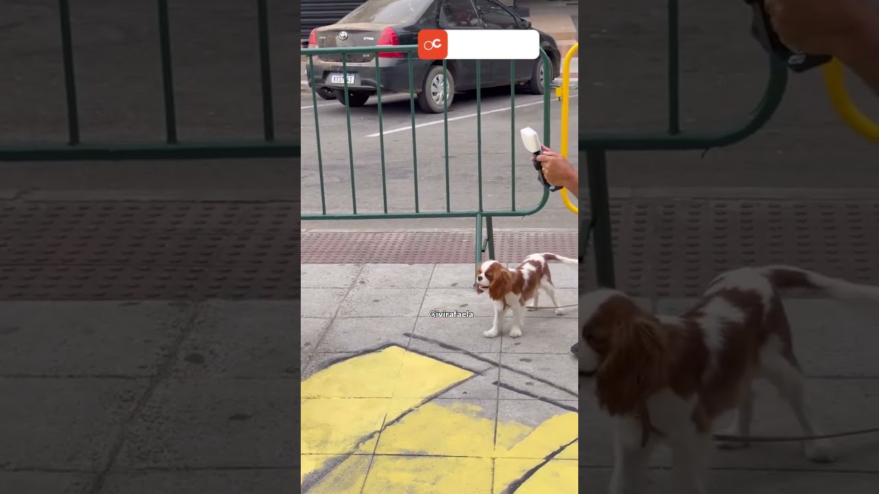 Comentário sincero desse menino ao vivo ARRANCOU RISADAS da internet