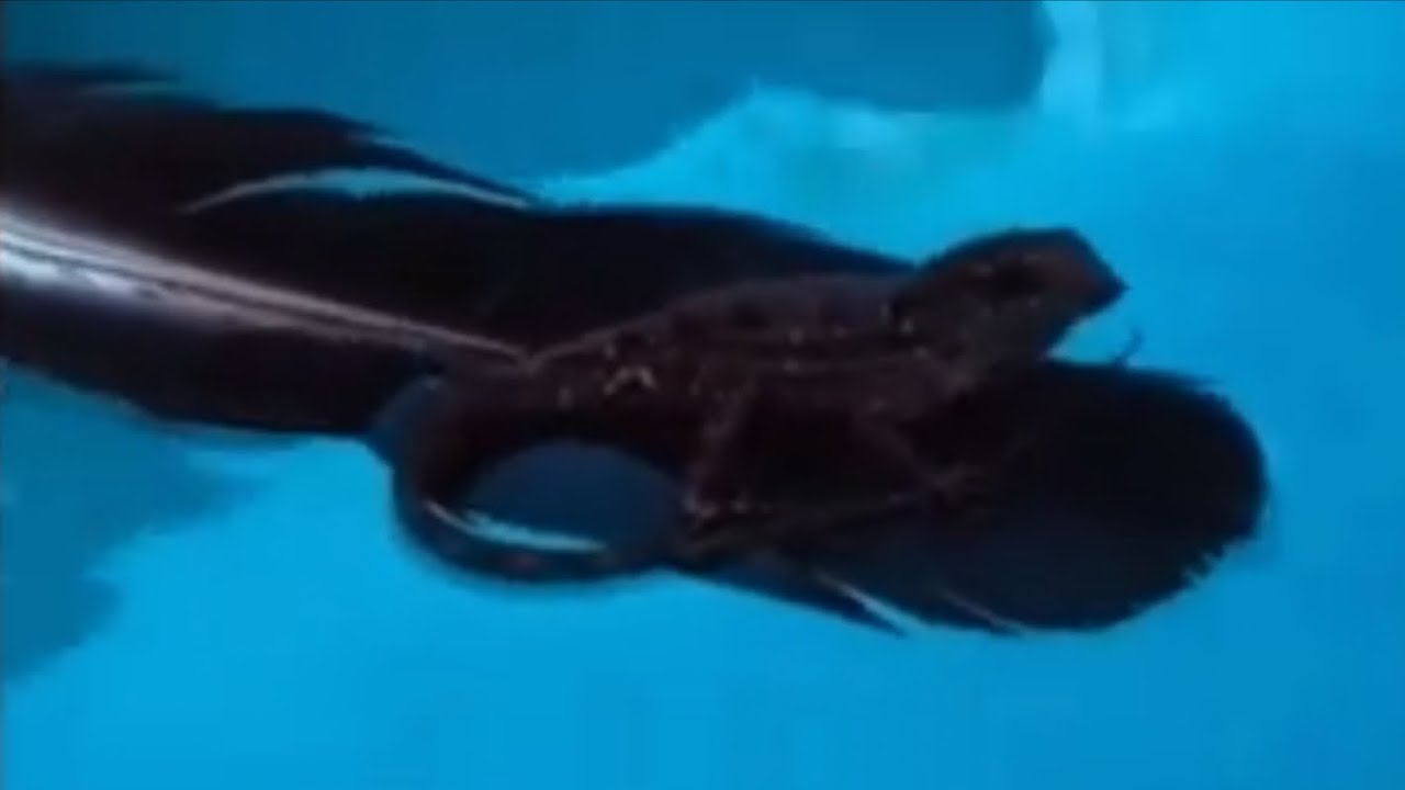 CAN LIZARDS SWIM!? shorts YouTube