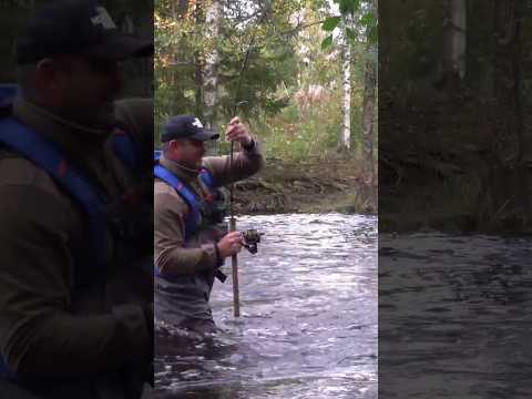 Видео: Ловим щуку в бурной реке. #щука #жор #осень #река #клёв #adventuresbrothers