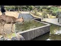 Nara Park deer 🦌 in japan 