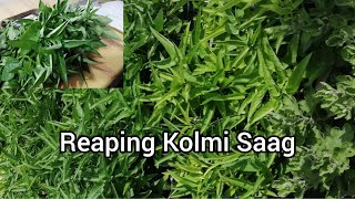 Reaping my Home grown Saag| Kolmi saag| Terrace Garden| Home grown vegetables