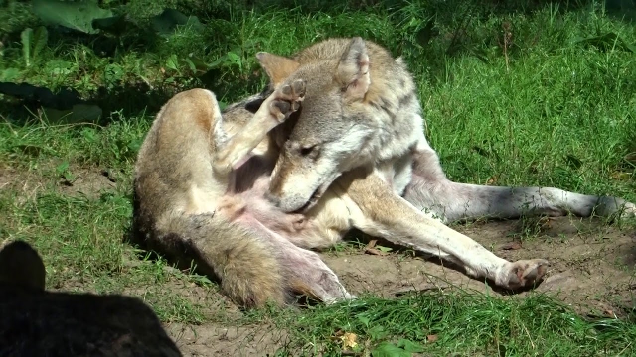 Wolves' Personal Grooming Styles in summer (HD), Wolf Fellpflege, Loup