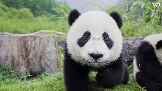 Panda: Hewan yang Berusia Tiga Kali Lipat Manusia