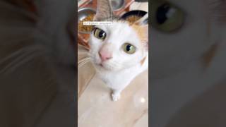 Cute Cat-Kucing Lucu-Art Studio-Studio Seni