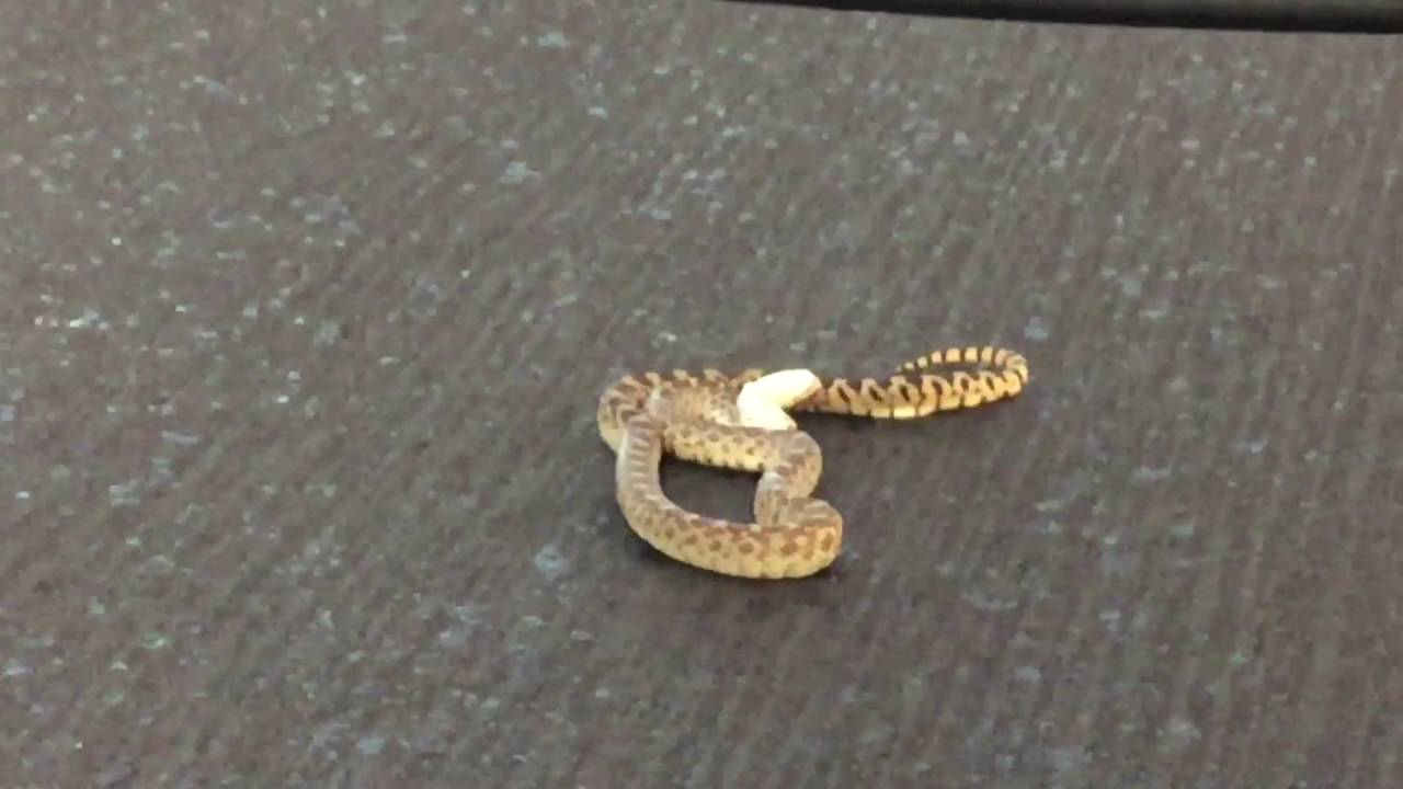Rattlesnake with broken neck, still alive YouTube