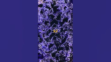 Plasma, a new Layer 1 blockchain focused on stable