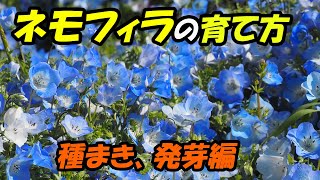 【ネモフィラ成長記録１】種まき、発芽、植え替え、冬越し、育て方