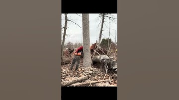 Right in the hole! #treework #tree #sthilchainsaw #chainsawman #husqvarna #shorts #trending #viral