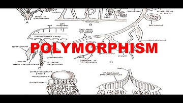 POLYMORPHISM IN COELENTERATA