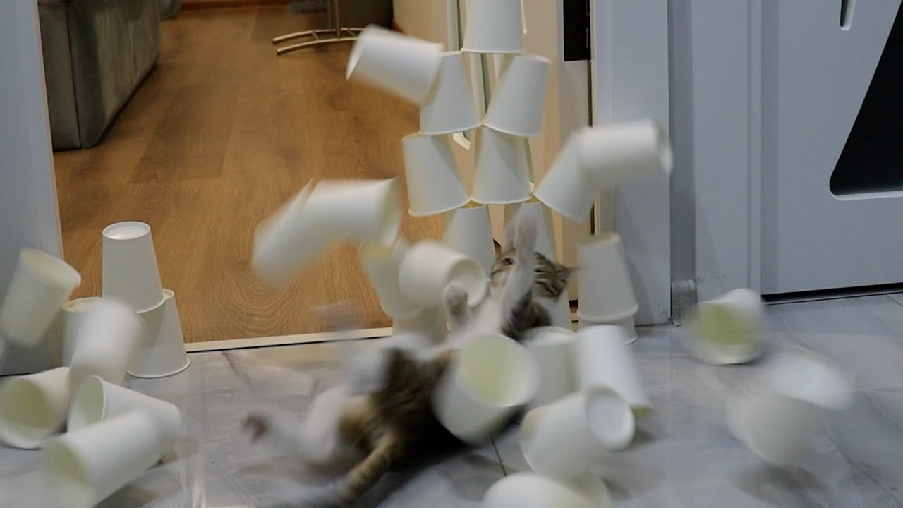 Funny Cat Paper Cup Challenge / 5 Levels