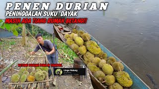 PANEN DURIAN PENINGGALAN SUKU DAYAK || DURIAN HUTAN RATUSAN TAHUN