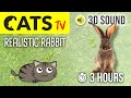 CATS TV - Realistic Rabbit 🐇 3 HOURS (Game for Cats to Watch)