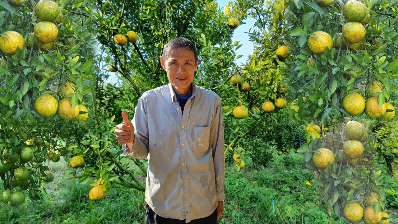 สวนส้มโชกุน เนื้อที่ 18 ไร่ ปลูกมาแล้ว 16 ปี  บ.ห้วยคอม อ.เซกา จ.บึงกาฬ