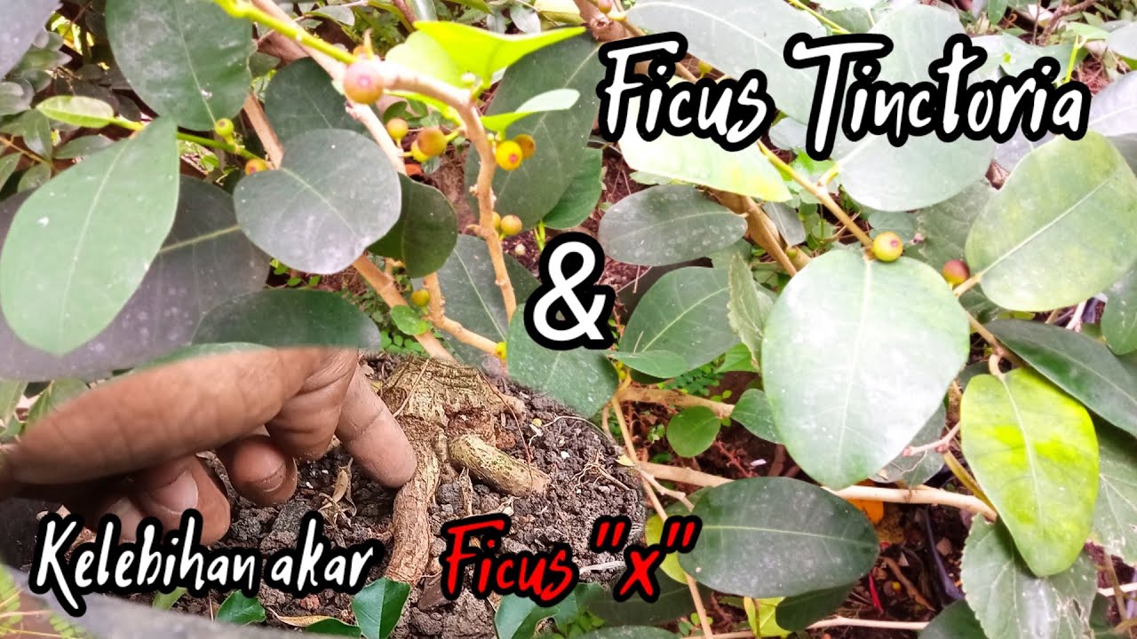 Ficus❗‼️ Bahan bonsai Amplas taiwan(Ficus Tinctoria)
