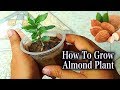 Best & Easy Method to grow an Almond tree from seeds I Best method to Grow Almond Plant Step By Step