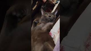 Meet the deadliest cat in the world |funny cat expression |  #funnycats