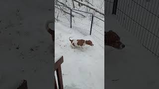 My Dog Is In Such A Hurry That He Forgets How To Pee. He Hates The Cold.