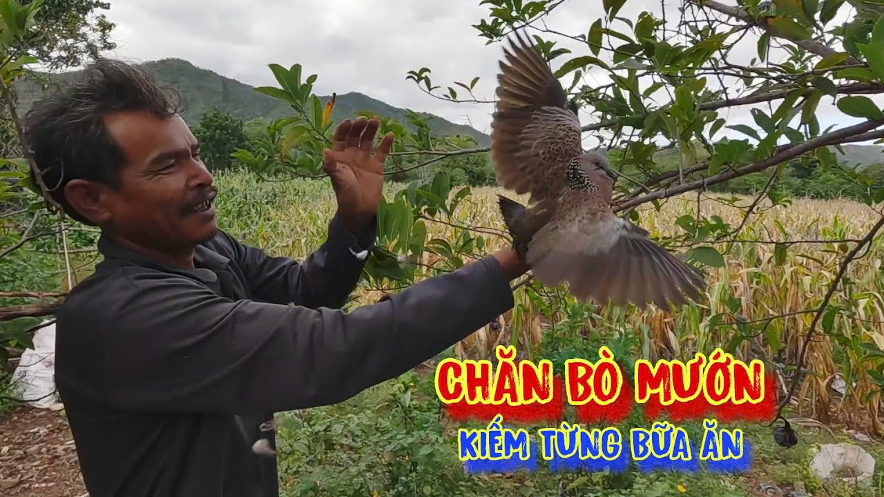 VỢ MẤT, người đàn ông sống LỦI THỦI ở rừng, ăn lá cây, MUỐI ỚT - tập 1258