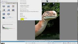 Resizing your images in Picasa
