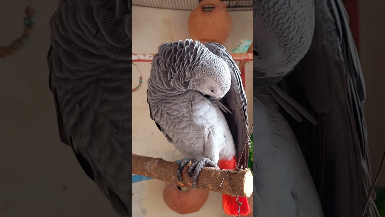 African Grey parrot - Love bird - Pet love - Beauty full parrot - Home pet - Shoot 0hy77
