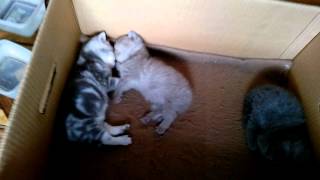 Самые милые котята (Часть 1) / Very sweet kittens (Part 1) Самые милые котята (Часть 1) / Very sweet kittens (Part 1)