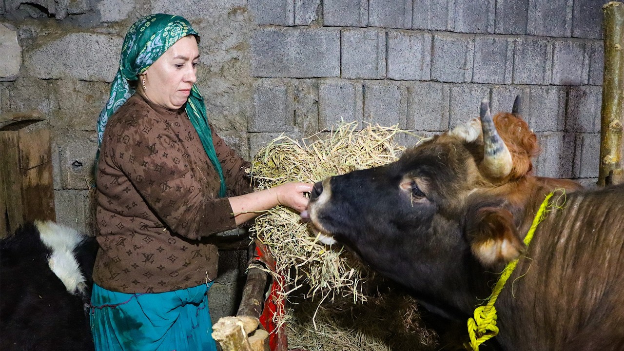 Heavy Storm in Nomadic Life/ Helping my Father Save Our Cows in the Rain!