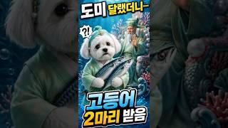 “도미 받으러 용궁 갔다가 고등어만 받아옴” #강아지쇼츠 #강아지인터뷰#강아지먹방 #고등어효능