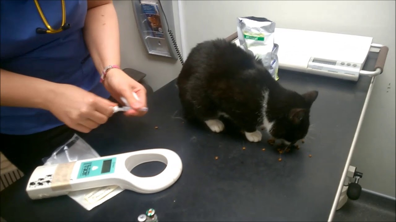 Microchipping your pet cat easy and harmless and helps wildcats - YouTube