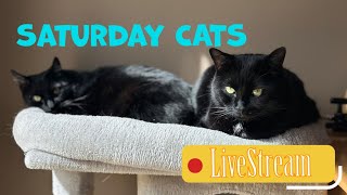 Surprise Saturday cats