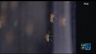 Clare County horse diagnosed with EEE; health officials urge mosquito precautions