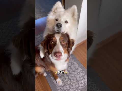 Video: 10 hundeaser der sætter dit hårspil til skamme
