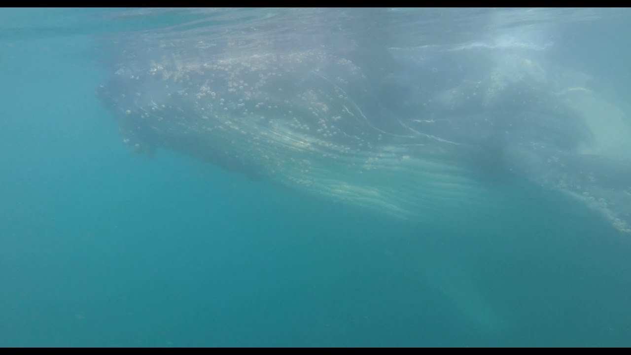 Spearfishing False Bay: Yellowtail and Bonnito shore dive