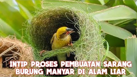 SARANG YANG CANTIK BURUNG MANYAR DI HUTAN