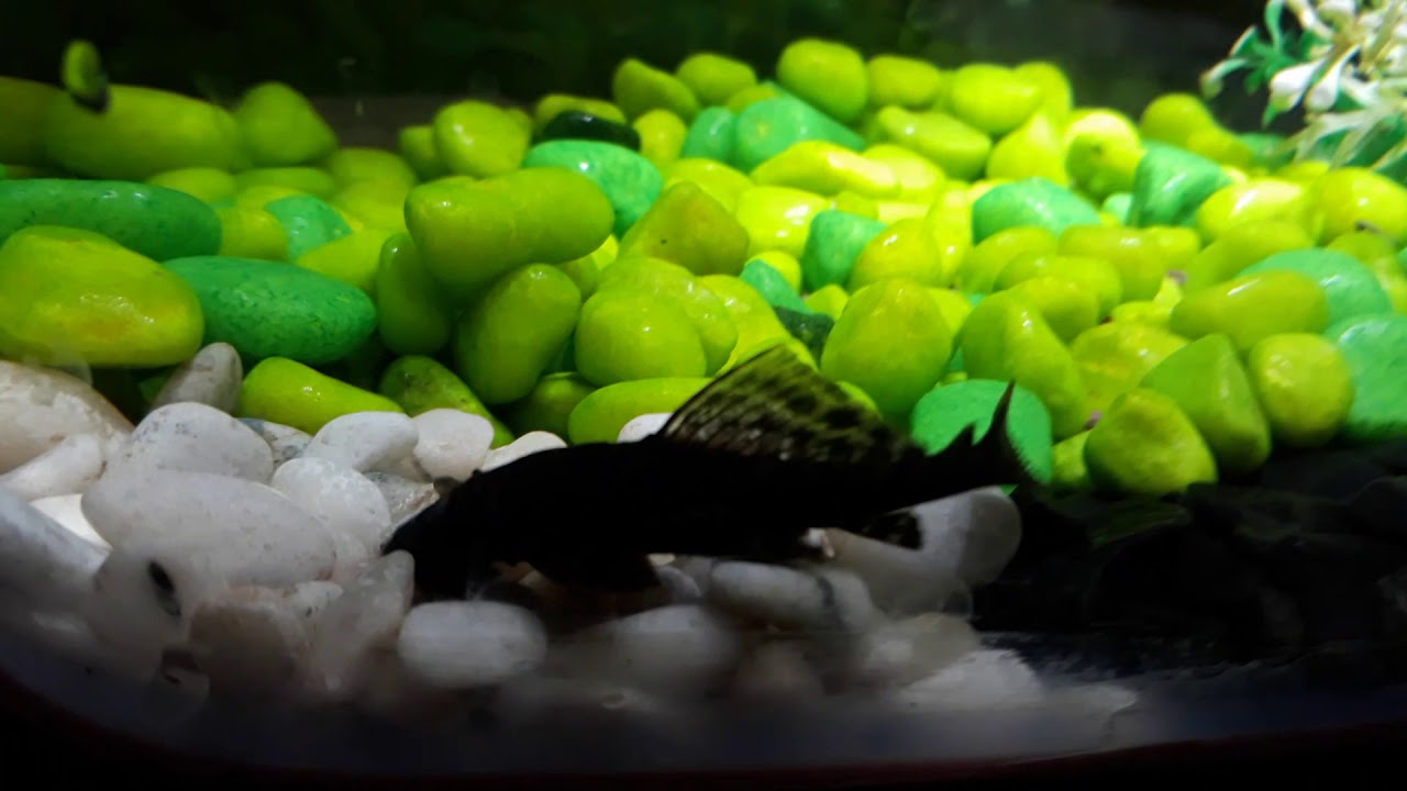 How to add money plant to aquarium YouTube