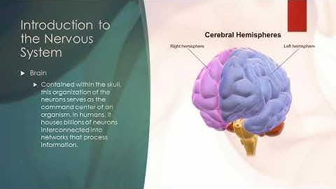 Lecture 2B Video - Brain and Behaviour