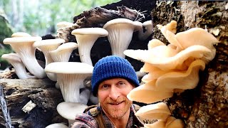 How to Forage Mushrooms Without Dying: Oyster Mushrooms