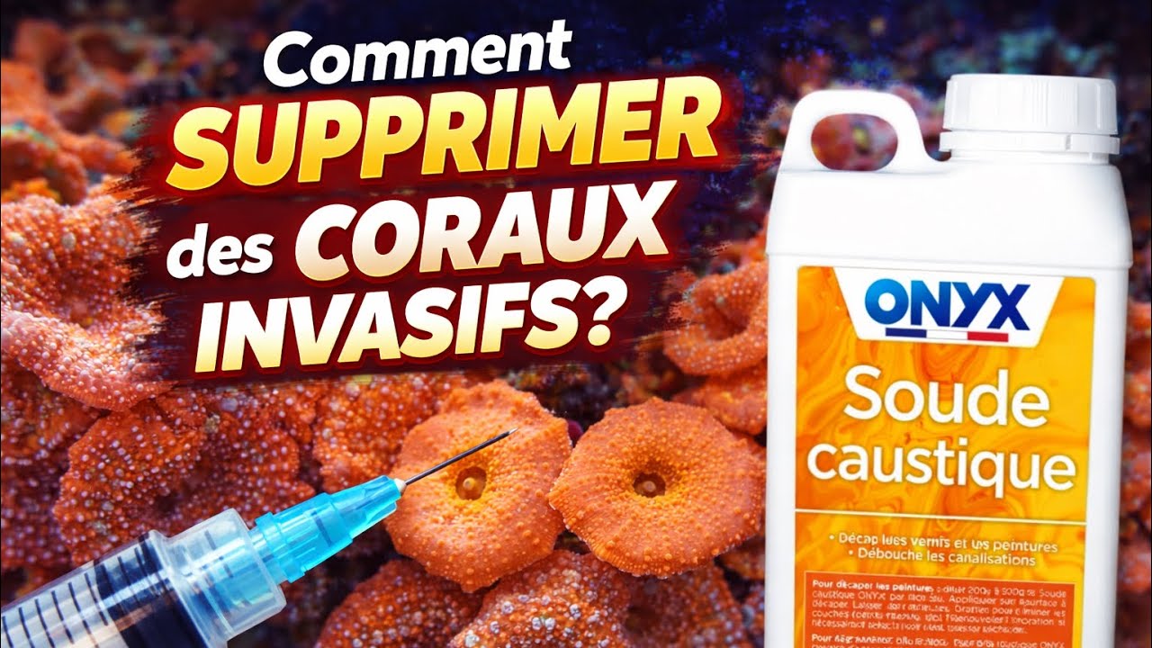 Comment SUPPRIMER des CORAUX INVASIFS (sans détruire le bac) ?