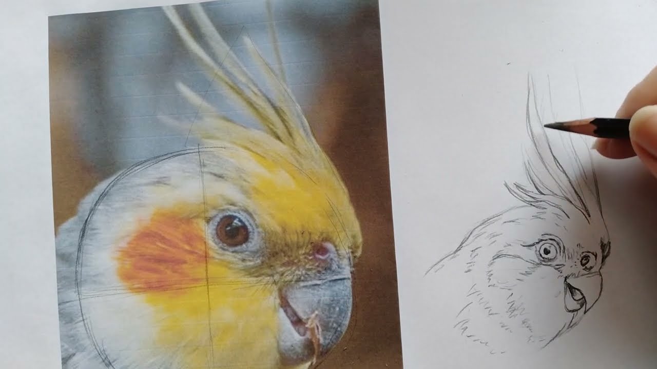 Como desenhar calopsita realista usando  lápis de cor: esboço