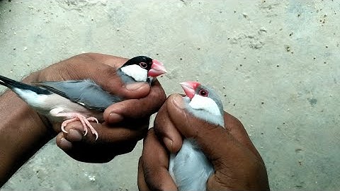java Sparrow me male or  female ki deference