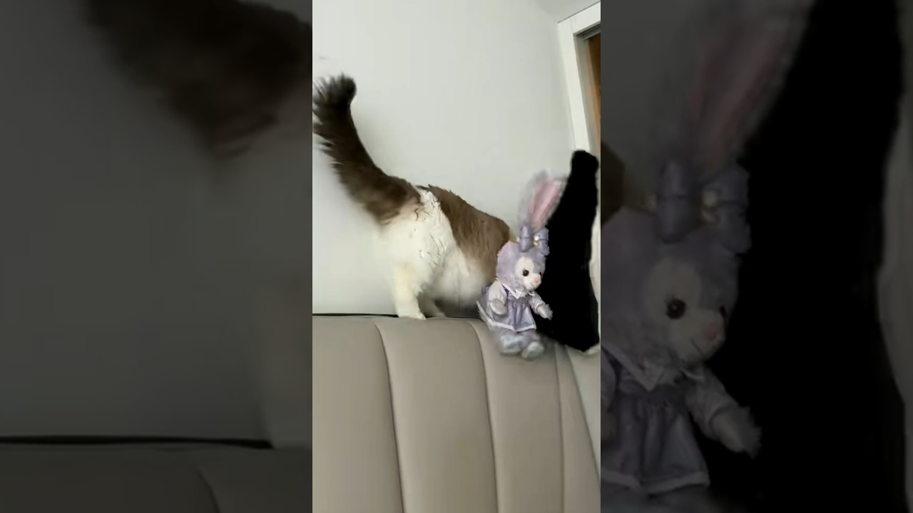 Fluffy Cat Knocks Stuffed Animals Off Headboard