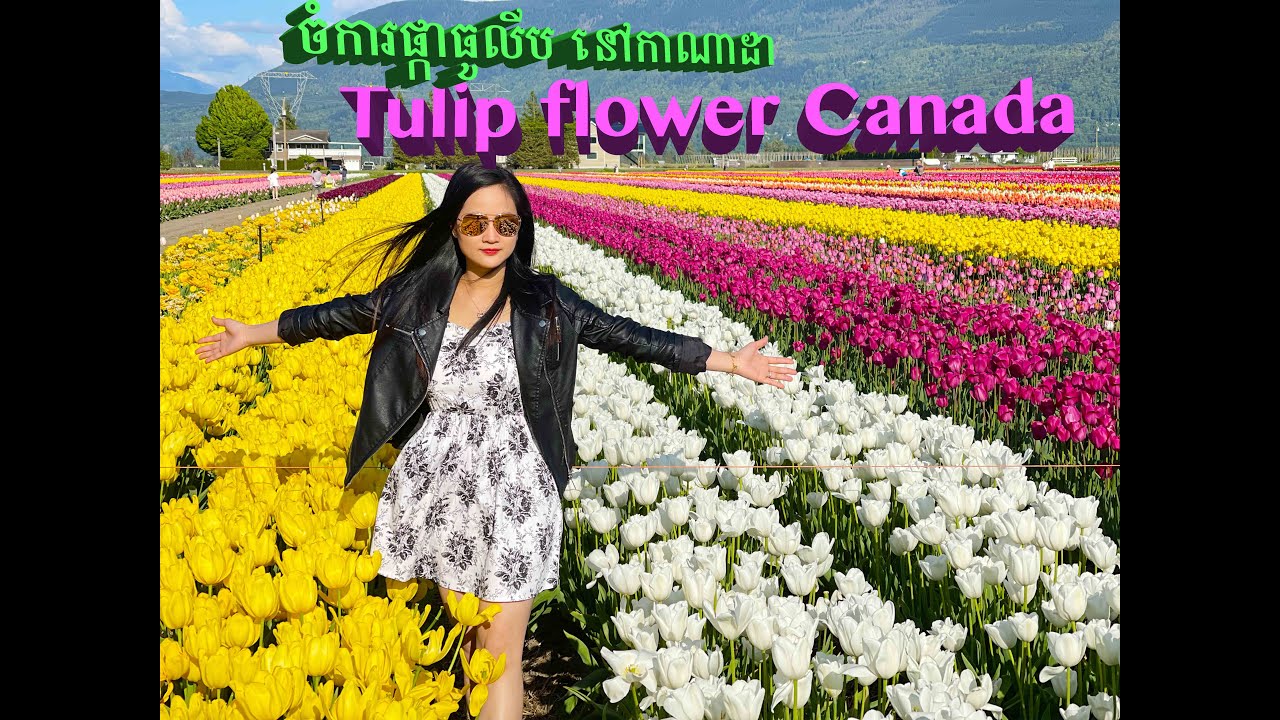 Tulip flower farm in Abbotsford British Columbia Canada YouTube