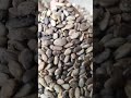 indrayan phal seeds